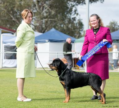 Sollerus Rottweilers - Champions - Rottweiler Breeder, Adelaide, South Australia