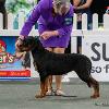 Royal Adelaide Show 2023 - Baby Puppy Of Breed & Baby Of The Day