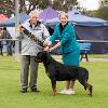 Gawler Kennel Club - Best In Group Mr D Bourne (SA)