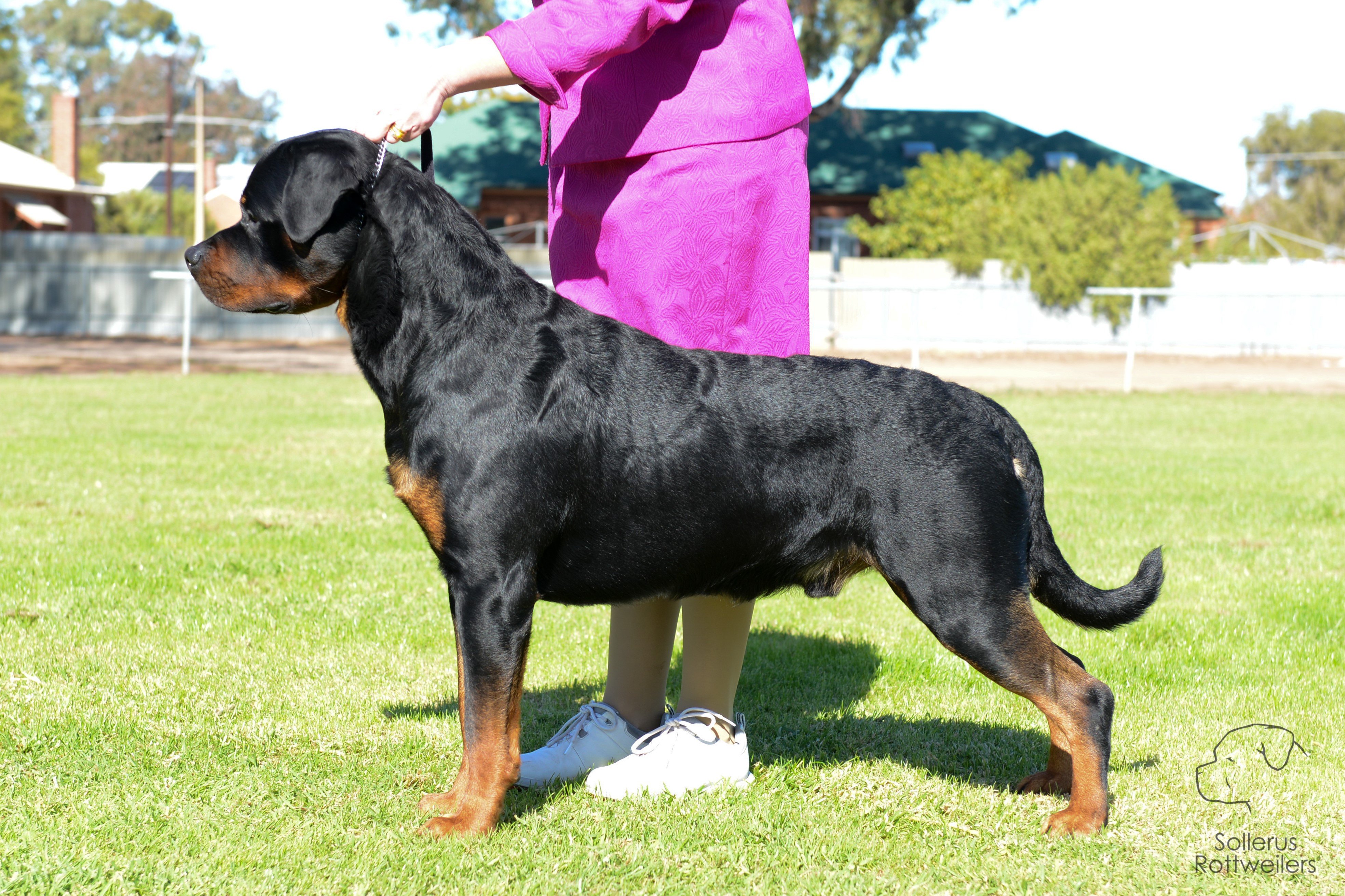 Sollerus Rottweilers, Gelderland Endless Rumours, Ubersein Jolene, Gelderland Vision Of You (AI), Jager, Rottweiler Breeder, Adelaide, South Australia