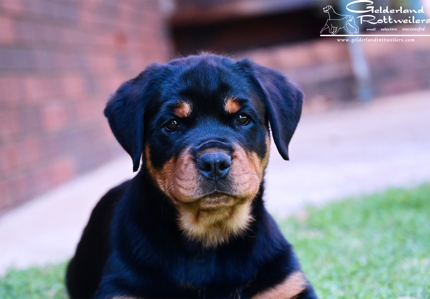 Sollerus Rottweilers, Kejova Red Hot Rumour at Gelderland, Moya Schwarzbar at Kelson, Kejova Wild at Heart, Kejova Rottweilers, Gelderland Rottweilers, Flame, Rottweiler Breeder, Rottweiler Adelaide, Rottweiler South Australia