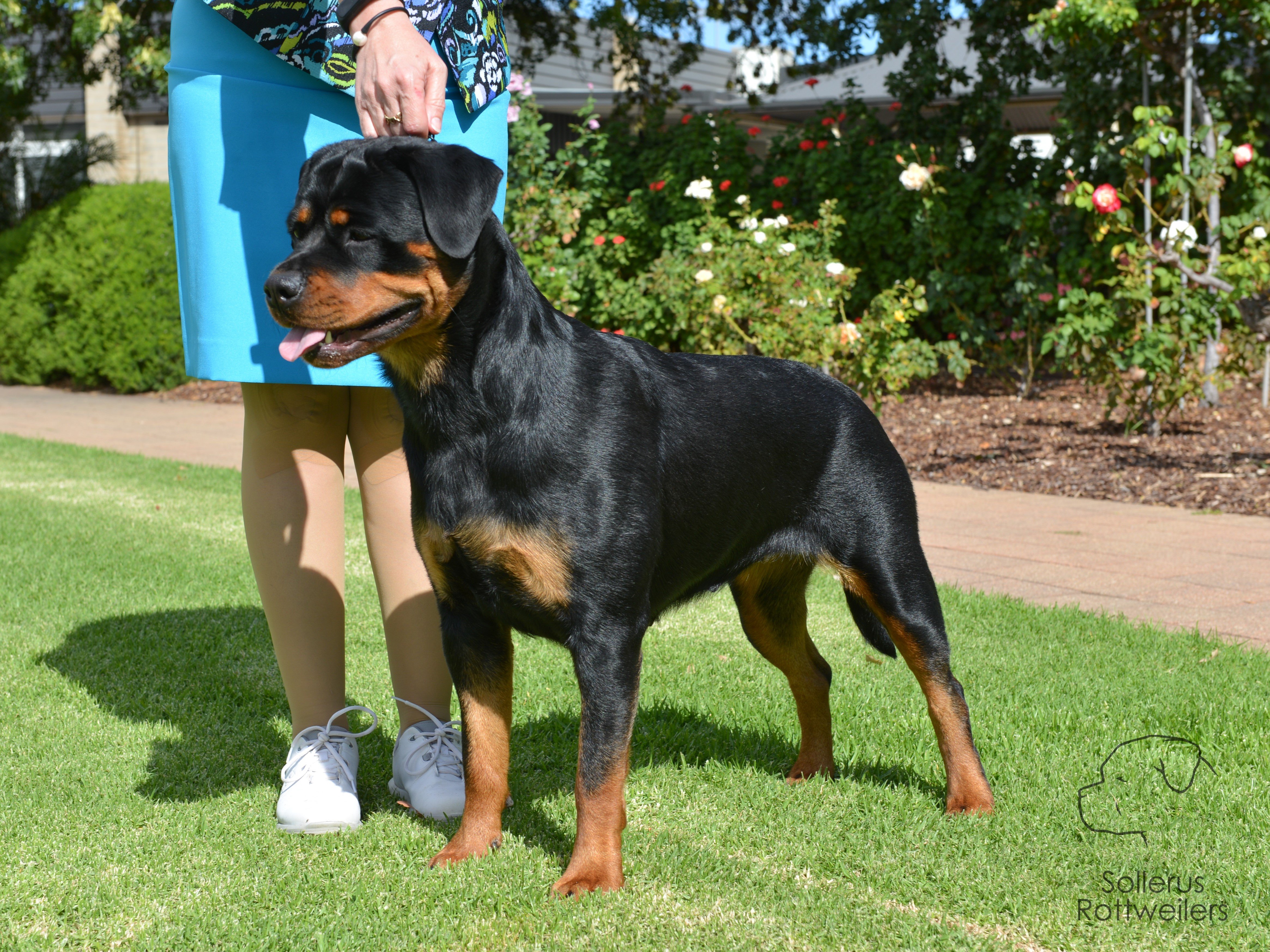 Sollerus Rottweilers, Kejova Red Hot Rumour at Gelderland, Moya Schwarzbar at Kelson, Kejova Wild at Heart, Kejova Rottweilers, Gelderland Rottweilers, Flame, Rottweiler Breeder, Rottweiler Adelaide, Rottweiler South Australia